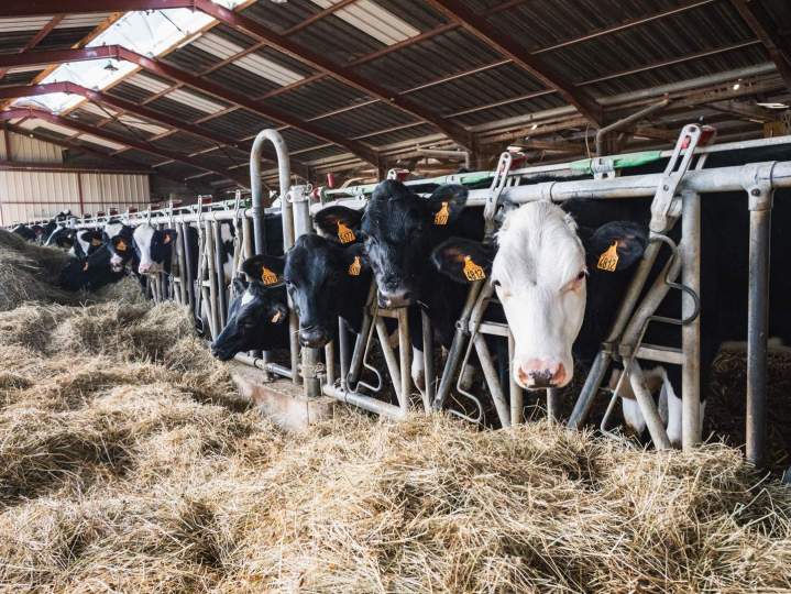 Notre nouveau fromage au lait entier pasteurisé
