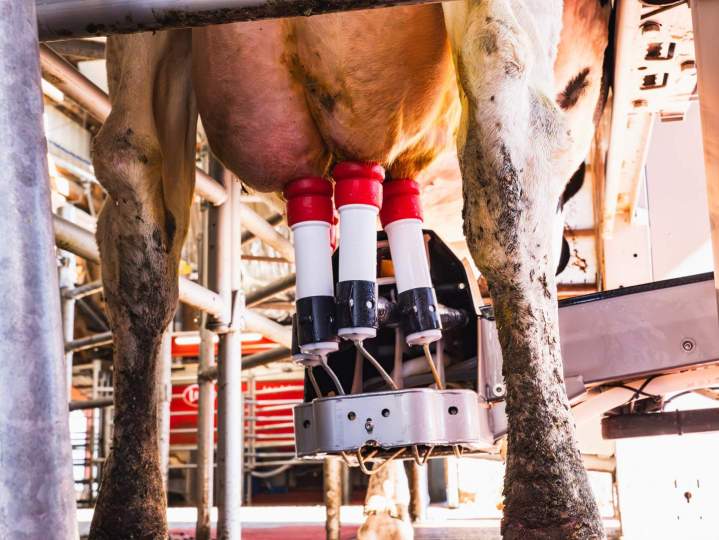 Machine pour tire lait de la vache France